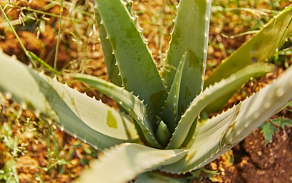 l'Aloe vera pour notre bien-être